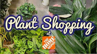 Plant Shopping at The Home Depot  Big Box Houseplants  Plant Shop with Me [upl. by Adhern]