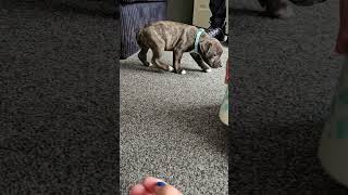 Hello everyone welcome to our YouTube channel Meet rocky staffie x boxer [upl. by Ambur]