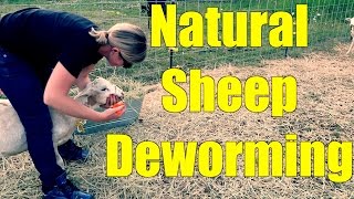 Deworming Sheep the Natural Way [upl. by Butch]