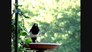 Rabenvögel auf meinem Balkon [upl. by Ykceb]