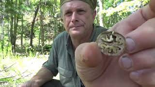 Survival Bushcraft Food Roasting Hickory Nuts While Wild Camping [upl. by Skippy]