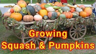 Growing Squash and Pumpkins  from sowing to harvest [upl. by Josselyn]