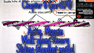 Actin Myosin Sliding filament model Walk along theory chapter 6part24Guyton and hall Physio [upl. by Stranger]