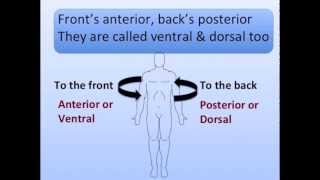 Anatomical Positions Song [upl. by Adnek]