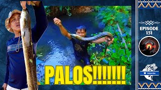 EPISODE 151  PALOS HUNTING  HIYAW NG TAGUMPAY  SAN PABLO LAGUNA [upl. by Alleul]