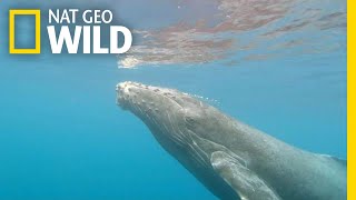 How Does A Humpback Give Birth  Nat Geo Wild [upl. by Zsa Zsa444]