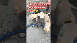 Max cycling 🚴‍♀️ krta hua🤣🐕labradorcutepupy youtubeshorts funny shortsvideo [upl. by Janey183]