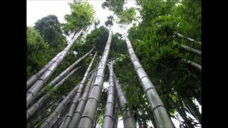 Les Brown Chinese Bamboo Tree Story [upl. by Nalahs497]