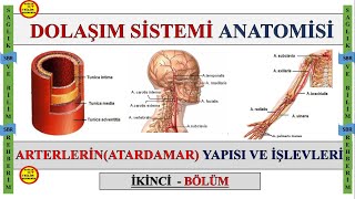 2Dolaşım Sistemi Anatomisi  Arterlerin Atardamar Konuanlatımı  Truncus Pulmonalis Aorta Aort [upl. by Suryc]