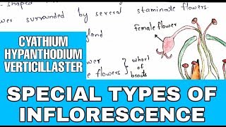 Special types of inflorescence  Cyathium Hypanthodium Verticillaster  Bio science [upl. by Noletta]