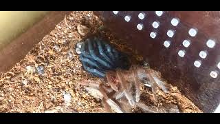 Brachypelma Albiceps  Molting 92022 [upl. by Vita377]