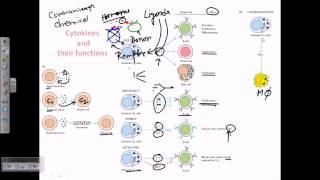 Cytokines and cytokine receptors [upl. by Oalsinatse]