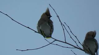 231201 RSPB Saltholme [upl. by Moia]