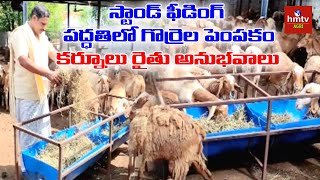 స్టాండ్ ఫీడింగ్ పద్ధతిలో గొర్రెల పెంపకం  Sheep Farming Modern Methods  hmtv Agri [upl. by Ahsead]