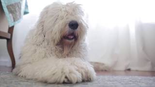 Old English Sheepdog Waiting for Owner to come Home┃ourdogWallace┃EdampMel [upl. by Alveta331]