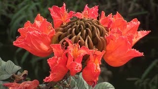 Spathodea campanulata African tulip tree [upl. by Rodrick]