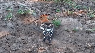 African hoopoe Upupa africana at Tembe Elephant Park  africam  exploreorg [upl. by Enajiram]