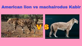 Machairodus Kabir vs American lion  The both two powerful competetor for prehistoric times [upl. by Luaped]