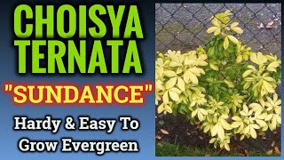 Choisya Ternata quotSundancequot  How To Care For This Reliable Evergreen [upl. by Cleodal]