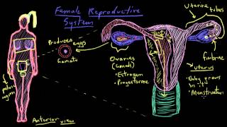 Khan Academy  Anatomy of the Female Reproductive System [upl. by Anij]