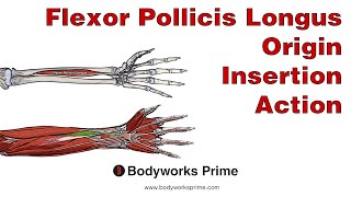 Flexor Pollicis Longus Anatomy Origin Insertion amp Action [upl. by Odilo]