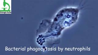 Amazing video  Bacterial Phagocytosis by Macrophages and Neutrophils [upl. by Kasper]