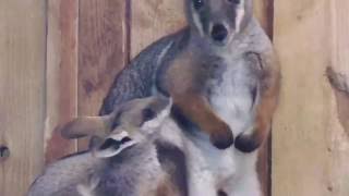 Adorable Baby Wallaby Kissing Mum [upl. by Eelak]