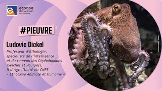 🐙 Ludovic Dickel La pieuvre  de l’intelligence plein les bras [upl. by Lednew17]