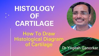 REVIEW OF THE CARTILAGEEDUCATION FOR HEALTH AND FITNESS PROFESSIONALS HOW TO DRAW HISTOLOGY DIAGR [upl. by Asilec]