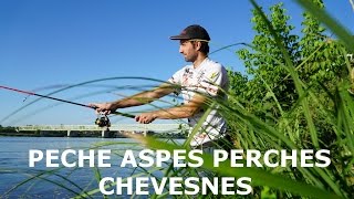 Pêche Aspes perches Chevesnes au leurre  Attaques en directes [upl. by Jedidiah95]