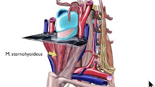 Anatomie  Sonografie der Schilddrüse  Halsorgane 1 [upl. by Schaffel]