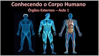 Conhecendo o Corpo Humano  Órgãos Externos  Aula 1 [upl. by Allveta179]