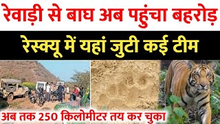 Rewari Tiger  रेवाड़ी से बाघ पहुंचा बहरोड़  अब तक 250 किलोमीटर का सफर तय इन गावों में अलर्ट [upl. by Mercorr]