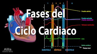 Fases del Ciclo Cardiaco y el Esquema de Wiggers Animación Alila Medical Media Español [upl. by Arihs432]