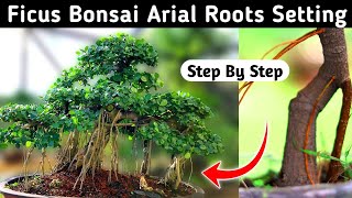 Ficus Bonsai Aerial Roots Setting [upl. by Tobin]