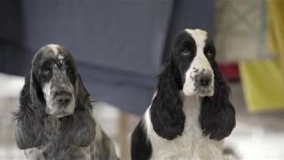 English Cocker Spaniel [upl. by Enilrac]