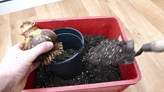 Repotting My Amaryllis Bulbs 2021 [upl. by Rafaj]