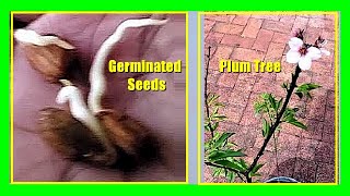 How To Grow a Plum Tree from Seed Growing Plums From Seeds or Pits Easily [upl. by Lletnahs797]