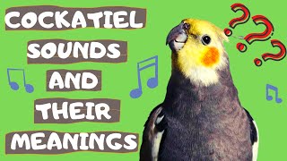 Cockatiel Sounds and Their Meanings [upl. by Alaster]