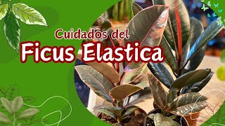 Guía Definitiva para Cuidar tu Ficus Elastica Todo lo que Necesitas Saber [upl. by Anele]