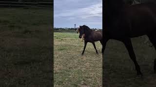 Opalina amp mum running❤️ andalusian equestrian palomino opalina loscaballosdesueños horse [upl. by Gaut]