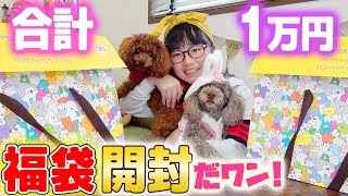 2つで合計1万円！犬の福袋開封して中身紹介♪♪大当たりも【ペットパラダイス2019年福袋】 [upl. by Aihtnyc]