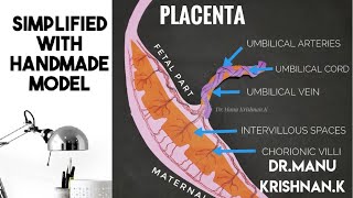 Development and Function of Placenta [upl. by Figueroa454]