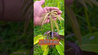 Amrapali mango plant grafting  grafting mangografting indiannurserytips [upl. by Aleakcim]