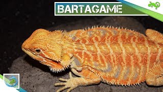 🦎 BARTAGAME  Alle wichtigen Informationen in 100 Sekunden [upl. by Datha]