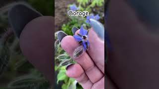 Borage the perfect companion plant plants organicgardening gardening companionplanting garden [upl. by Ecnerrat]