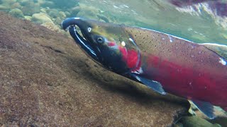 Facts Coho Salmon [upl. by Don]