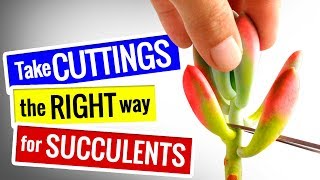 SUCCULENT PROPAGATION  HOW TO Take CUTTINGS the RIGHT way [upl. by Wyatan]