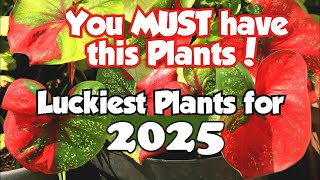 Top 18 Lucky Plants for 2025  Health Wealth amp Prosperity luckyplants [upl. by Esiole152]