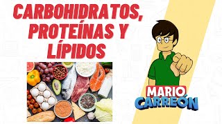 Carbohidratos Proteínas y Lípidos 🥑 [upl. by Hannaj]